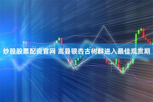 炒股股票配资官网 嵩县银杏古树群进入最佳观赏期